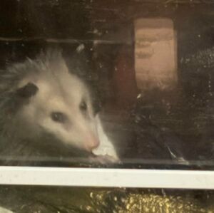 Meet your Posher, Silv